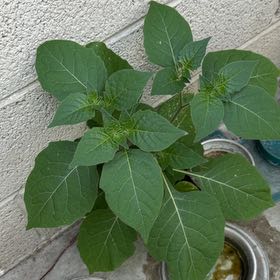 Photo of the plant species American Black Nightshade by @TrueOgreears74 named Aria on Greg, the plant care app