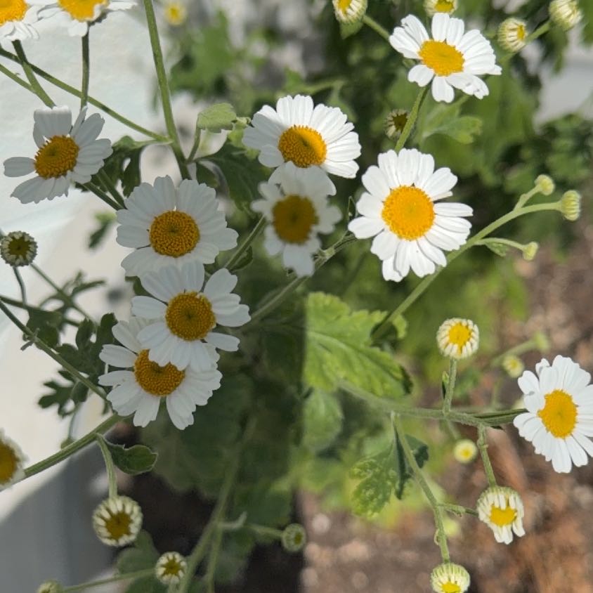 Photo of the plant species Feverfew by @TrueOgreears74 named Coco on Greg, the plant care app
