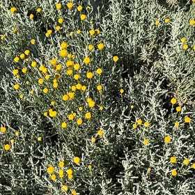 Photo of the plant species Cotton Lavender by @FitPecan18 named Fernie Mac on Greg, the plant care app