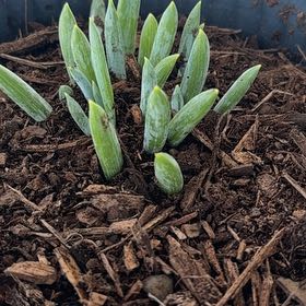 Photo of the plant species Senecio Mandraliscae by @CajunTori named Aristotle on Greg, the plant care app