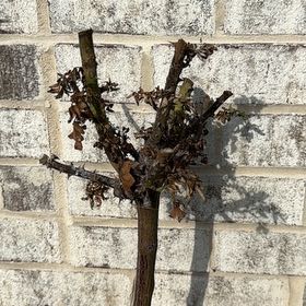 Photo of the plant species Koko Loko Rose by @PunchyPetiveria named Koko on Greg, the plant care app