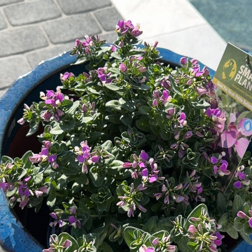 Photo of the plant species Sweet Pea 'Petite Butterfly' by @TryNutgrass64 named Miley on Greg, the plant care app