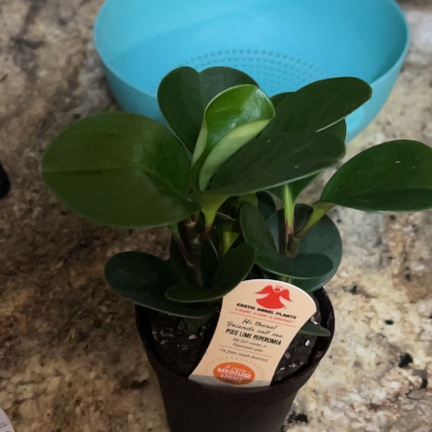 Photo of the plant species pixie peperomia orba by @TalentedKaro93 named Nemo on Greg, the plant care app