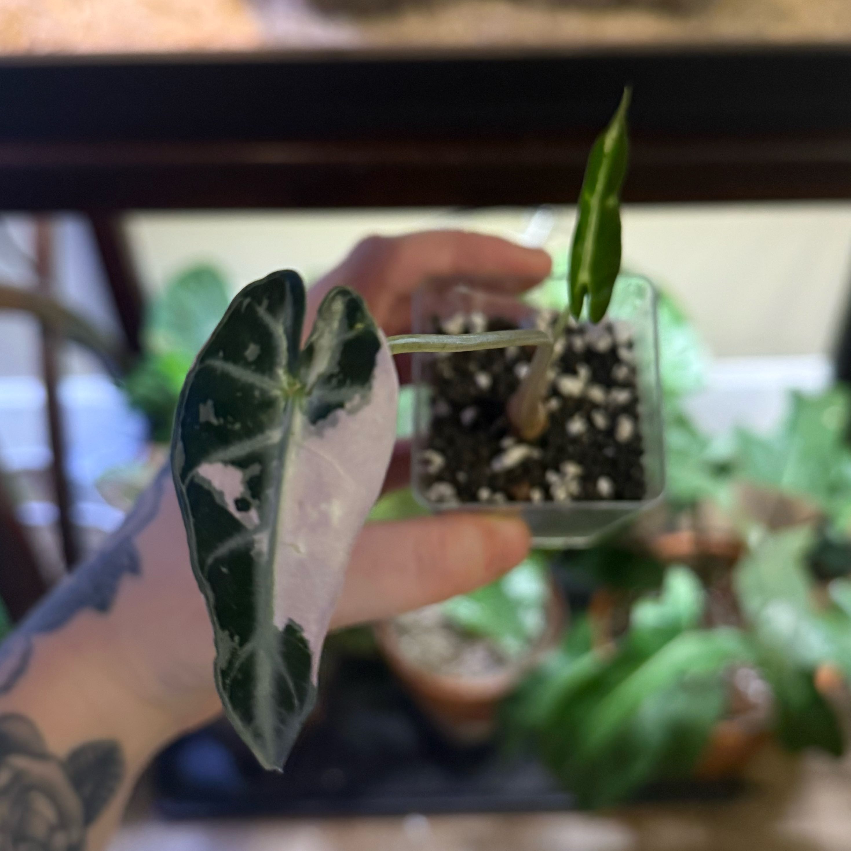 Photo of the plant species Alocasia Pink Bambino by @PlantDaddy02 named LiloStitch on Greg, the plant care app