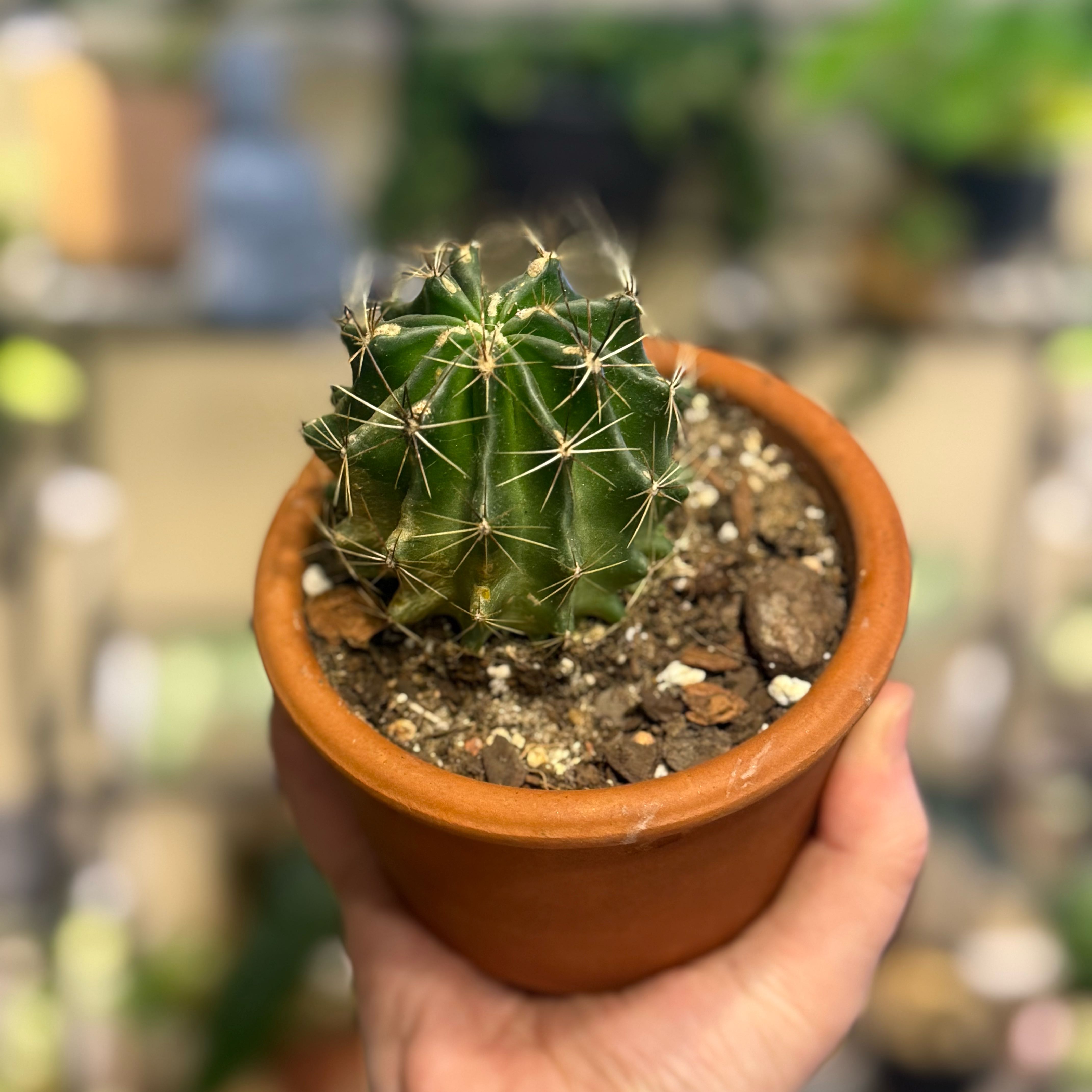 Photo of the plant species Miniature Barrel Cactus by @PlantDaddy02 named Keanu Leaves on Greg, the plant care app