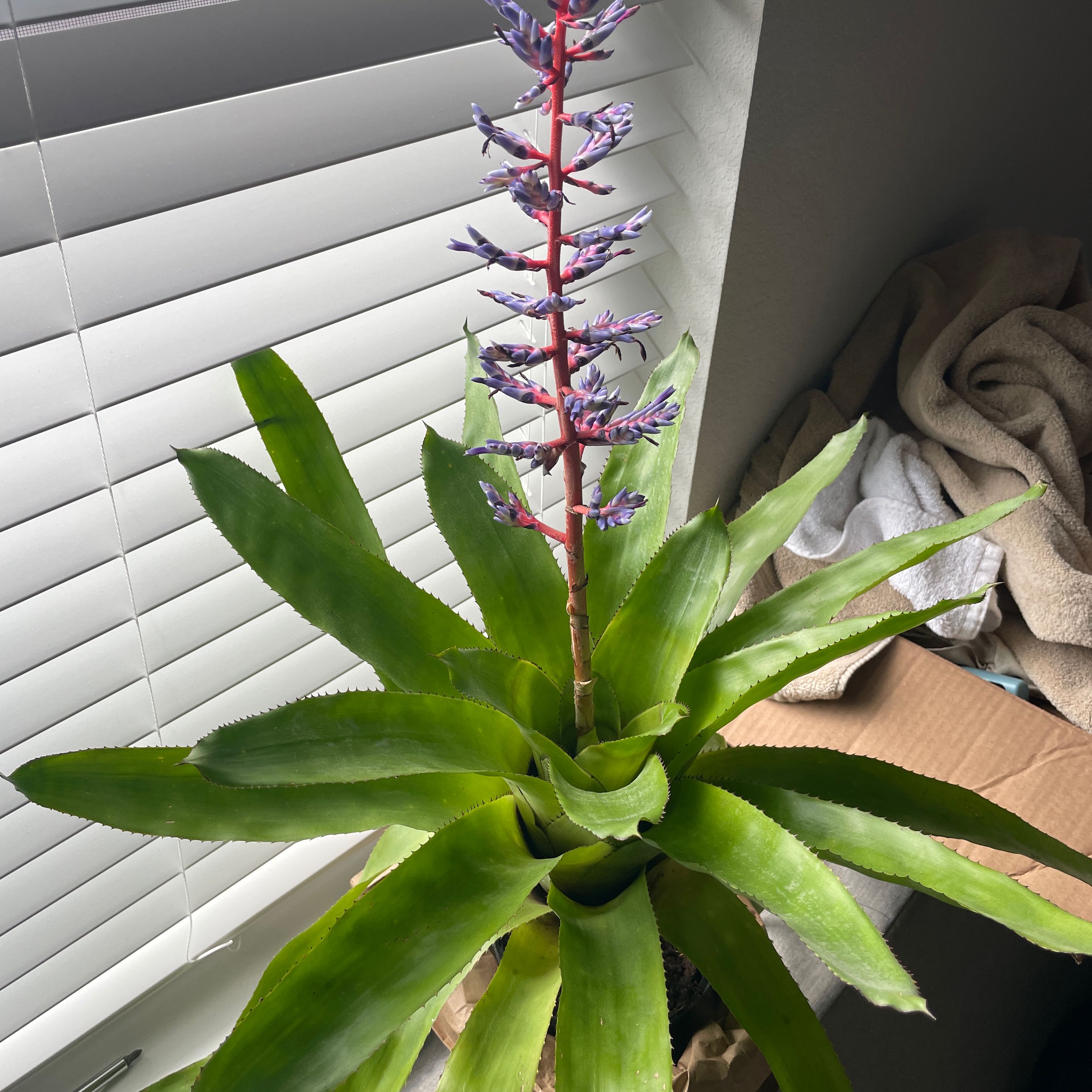 Photo of the plant species Blue Rain Bromeliad by @TotalFreesia91 named Prince on Greg, the plant care app