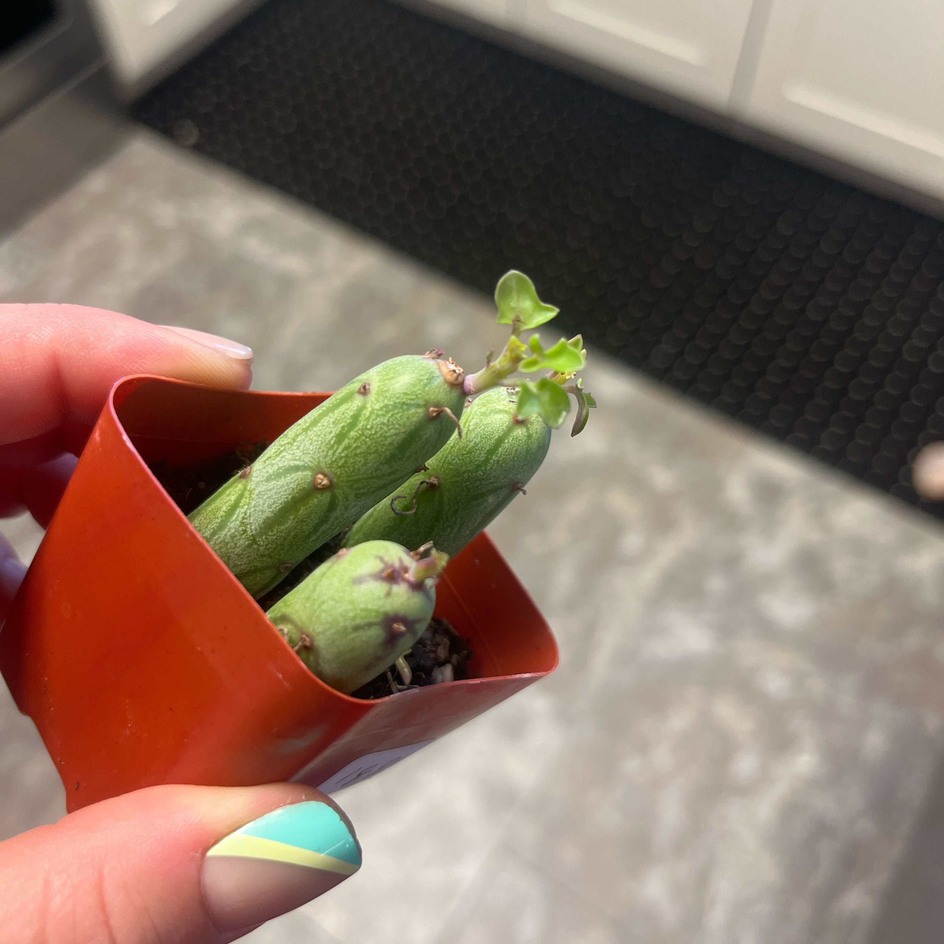 Photo of the plant species Candle Plant by @HotMakole49 named Morgan Treeman on Greg, the plant care app
