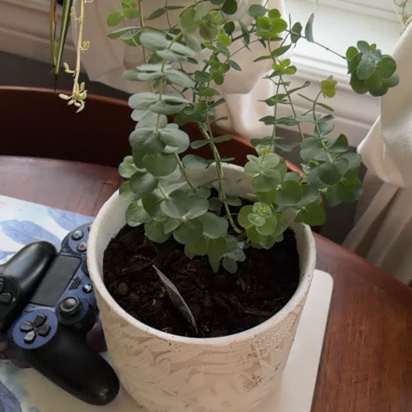 Photo of the plant species Argyle Apple by @ToughRedtree72 named Yogi on Greg, the plant care app