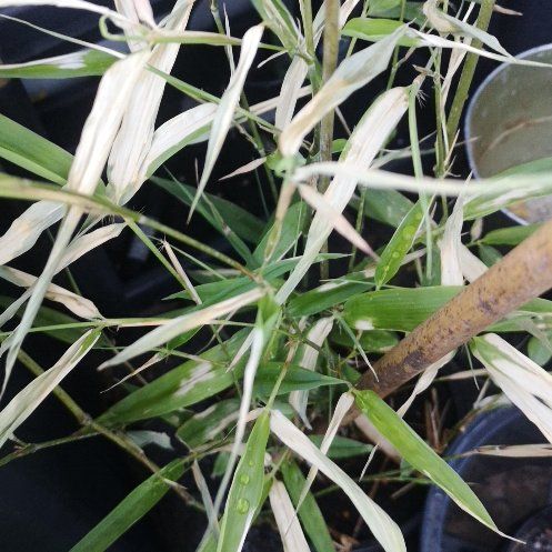 Photo of the plant species Golden Bamboo by @SilkenRambutan named Fernie Mac on Greg, the plant care app