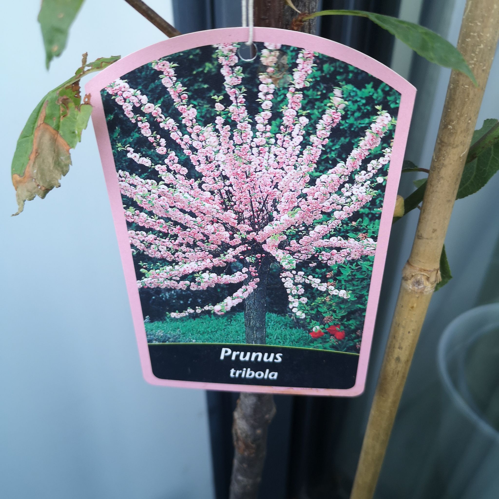 Photo of the plant species Double Flowering Plum by @SilkenRambutan named Muhammad Ali on Greg, the plant care app