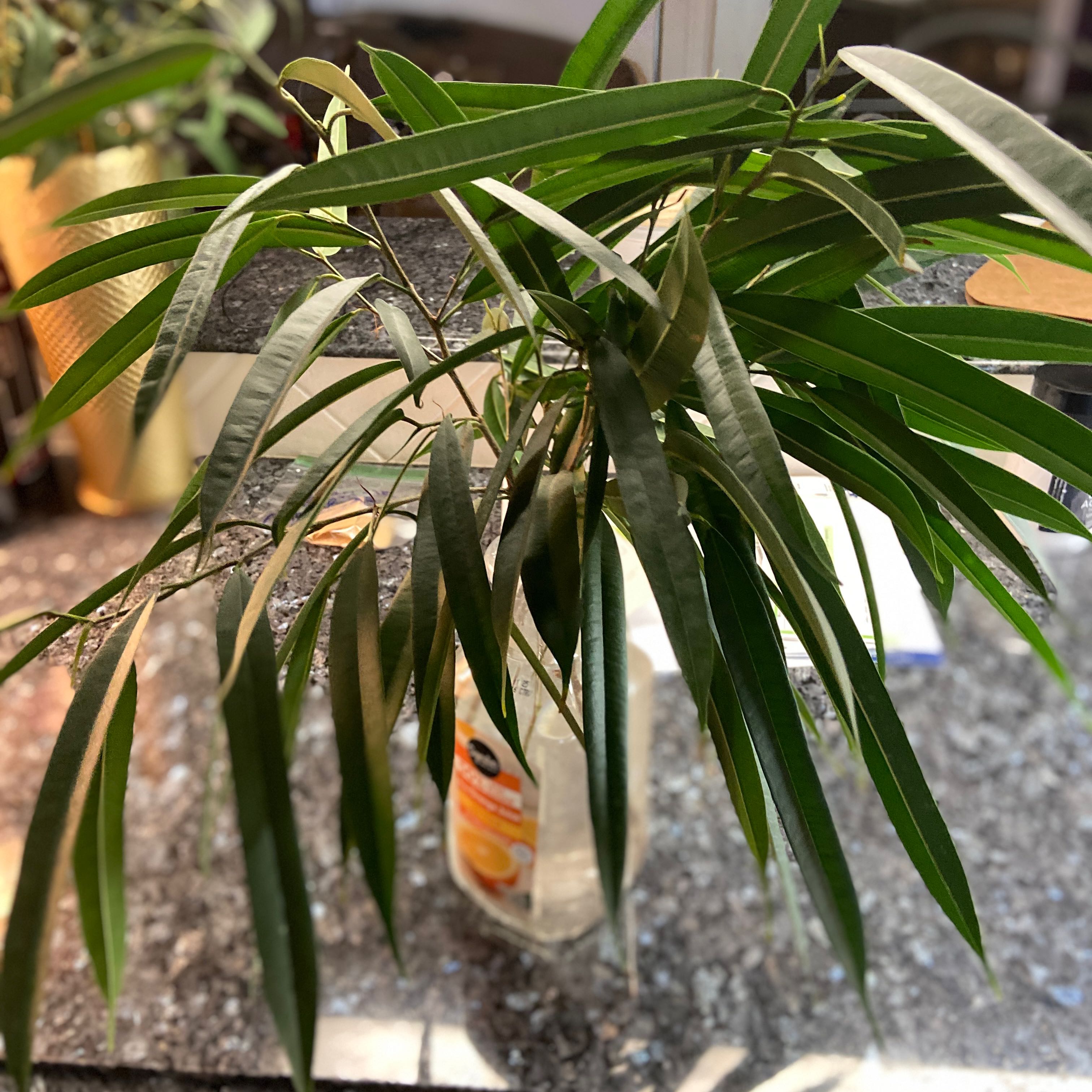 Plant care for Ficus anastomosans on Greg, the plant care app