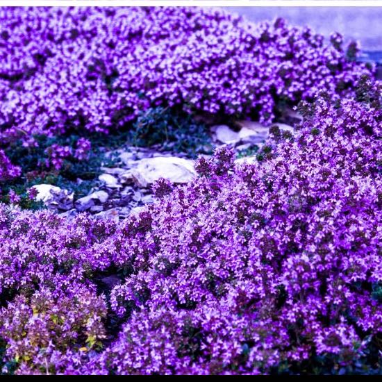 Photo of the plant species Alpine Rock Cress 'Grandiflora' by @DearOmnom68 named Sherlock on Greg, the plant care app