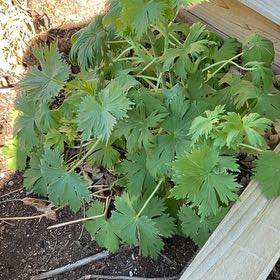 Photo of the plant species Candle Larkspur by @PeppyJellycup64 named Dolores on Greg, the plant care app