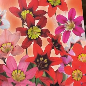 Photo of the plant species Wandflower by @CerebralDuwei named Terra on Greg, the plant care app