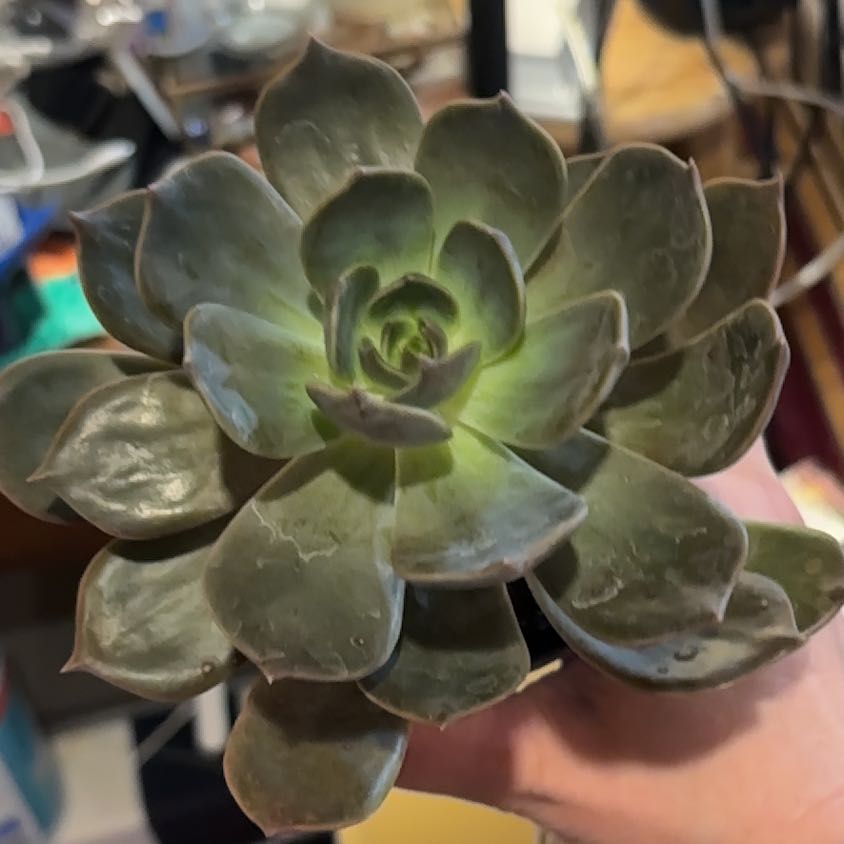 Photo of the plant species Echeveria 'Marrom' by @CerebralDuwei named Kesha on Greg, the plant care app