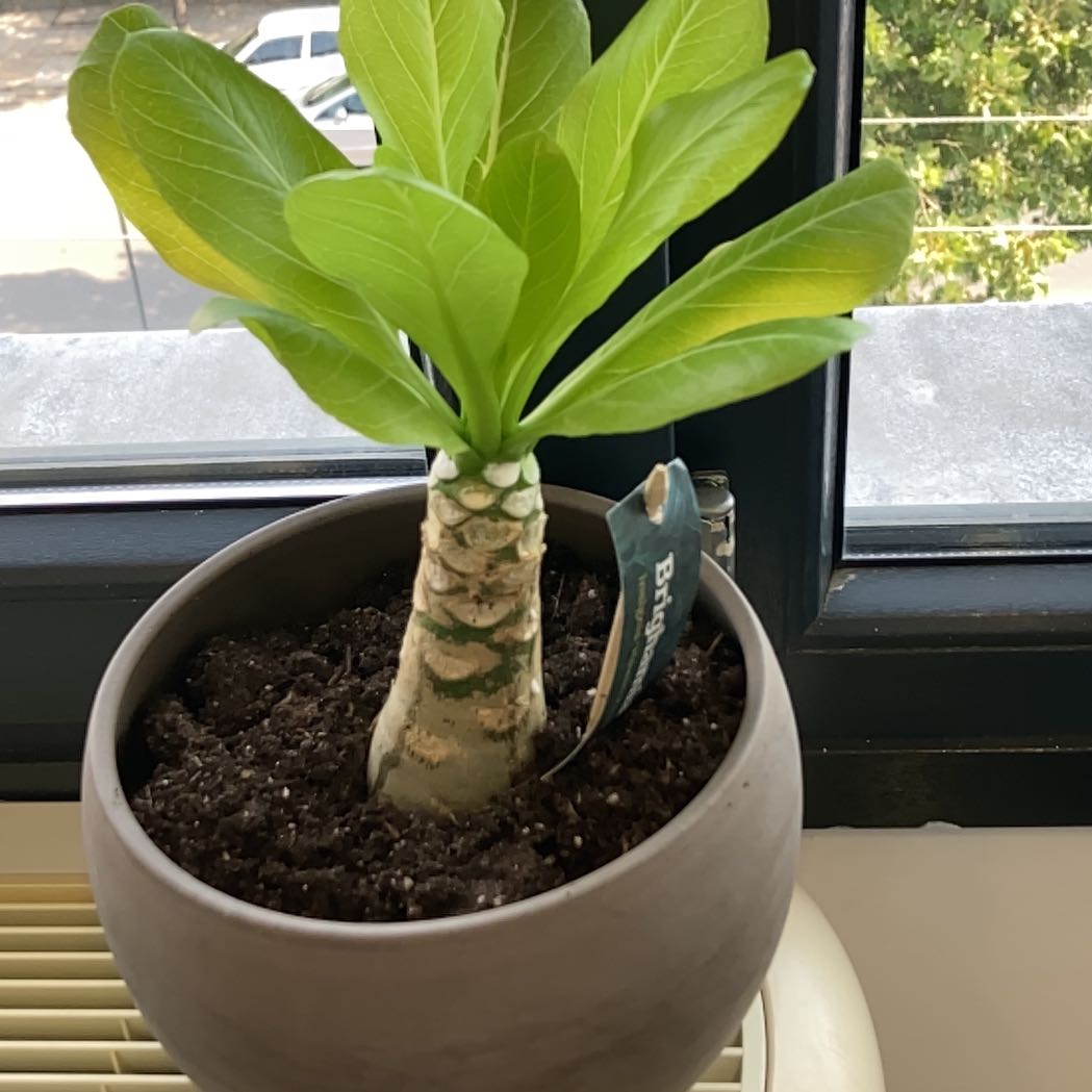 Photo of the plant species Hawaiian Palm by @AlertEllisia48 named Brighamia on Greg, the plant care app