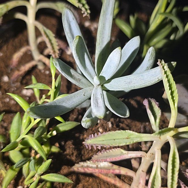 Photo of the plant species Blue Chalksticks by @PrimaryWoodruff named da Vinci on Greg, the plant care app