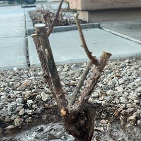 Photo of the plant species Hot Cocoa Rose by @ProTawapou76 named Swiss Miss on Greg, the plant care app