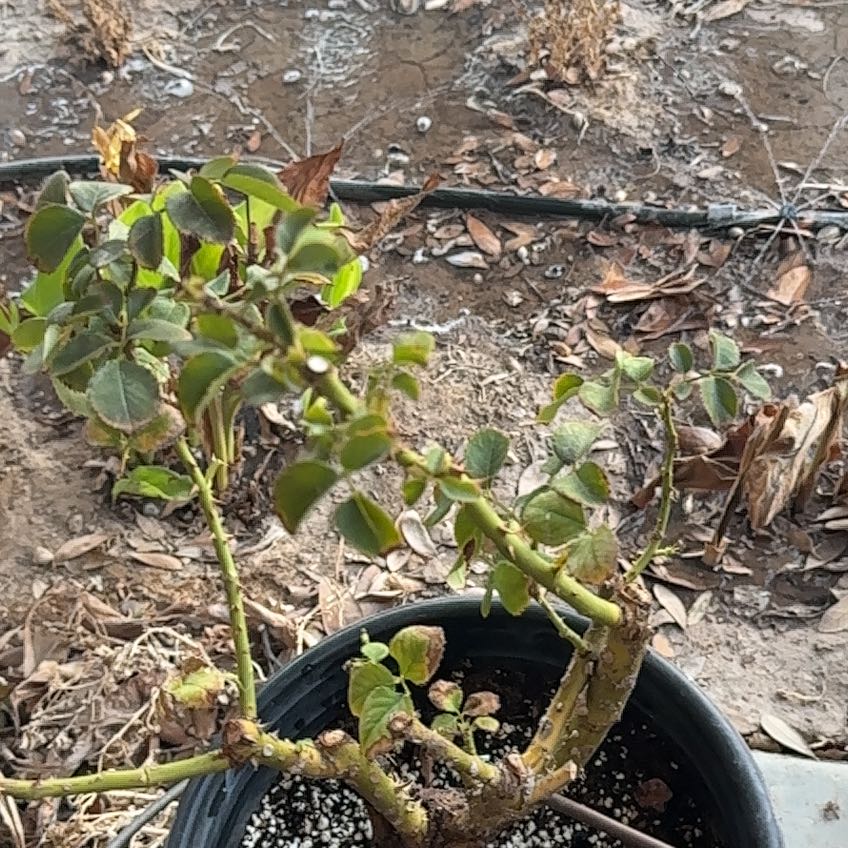 Photo of the plant species Rosa 'Kardinal' by @ProTawapou76 named #Next Pope on Greg, the plant care app