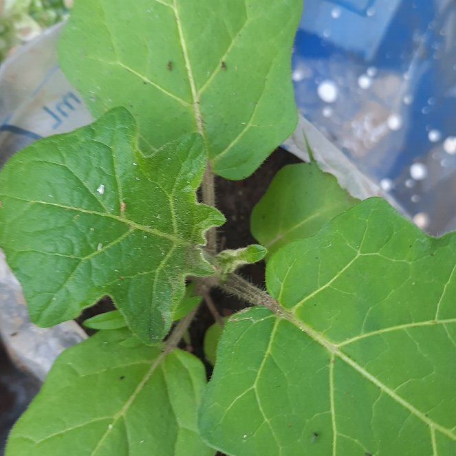 Photo of the plant species White Henbane by @JubilantTipa13 named Delilah on Greg, the plant care app