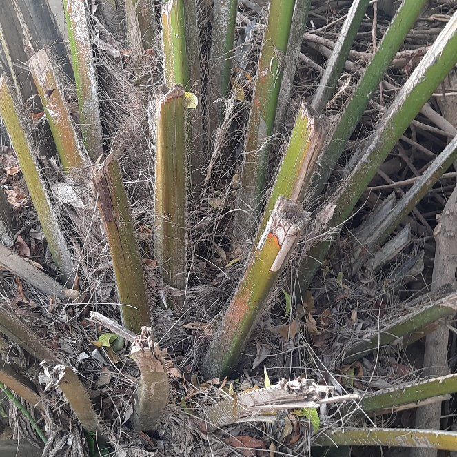 Photo of the plant species Australian Tree Fern by @JubilantTipa13 named Luna on Greg, the plant care app