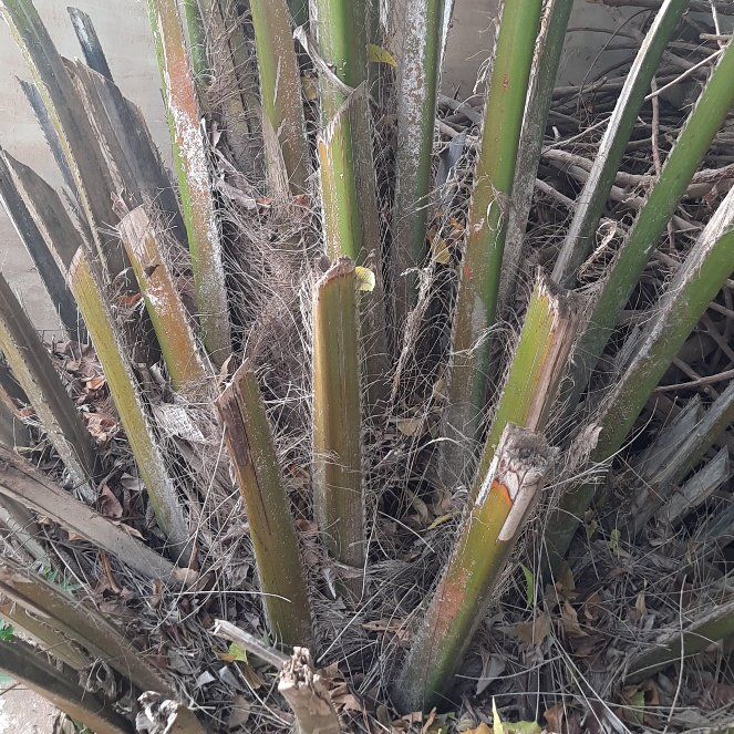 Photo of the plant species Australian Tree Fern by @JubilantTipa13 named Treeyoncé on Greg, the plant care app