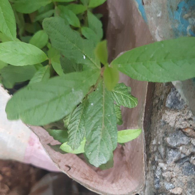 Photo of the plant species Mespilus germanica by @JubilantTipa13 named Hemingway on Greg, the plant care app