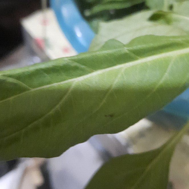 Photo of the plant species Spotted Ladysthumb by @JubilantTipa13 named Planty on Greg, the plant care app