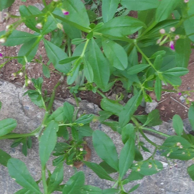 Photo of the plant species Ceylon Spinach by @JubilantTipa13 named Emerson on Greg, the plant care app