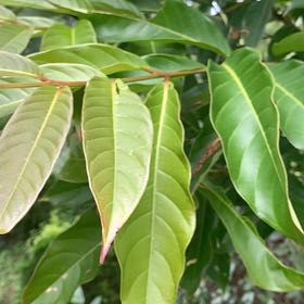 Photo of the plant species Giant Crepe Myrtle by @SisterCallalily named Gregarious on Greg, the plant care app