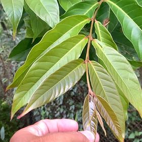 Photo of the plant species Giant Crepe Myrtle by @SisterCallalily named Orlando Bloom on Greg, the plant care app