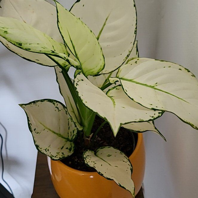 Photo of the plant species Aglaonema 'Beauty' by @SuperbGladiolus named Joy on Greg, the plant care app