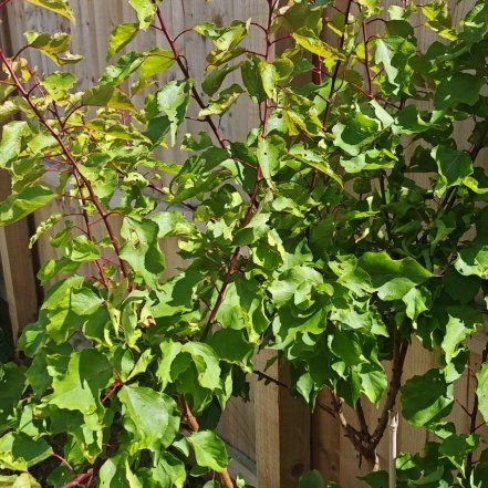 Photo of the plant species Apricot by @ProTreeivy30 named Apricot back garden on Greg, the plant care app