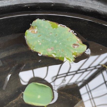 Photo of the plant species Nelumbo Lutea by @HappyGuzmania36 named Messi on Greg, the plant care app