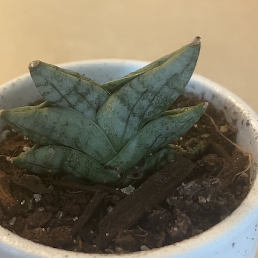 Photo of the plant species Sansevieria ‘Dwarf Boncel’ by @SirFanpalm62 named Aristotle on Greg, the plant care app