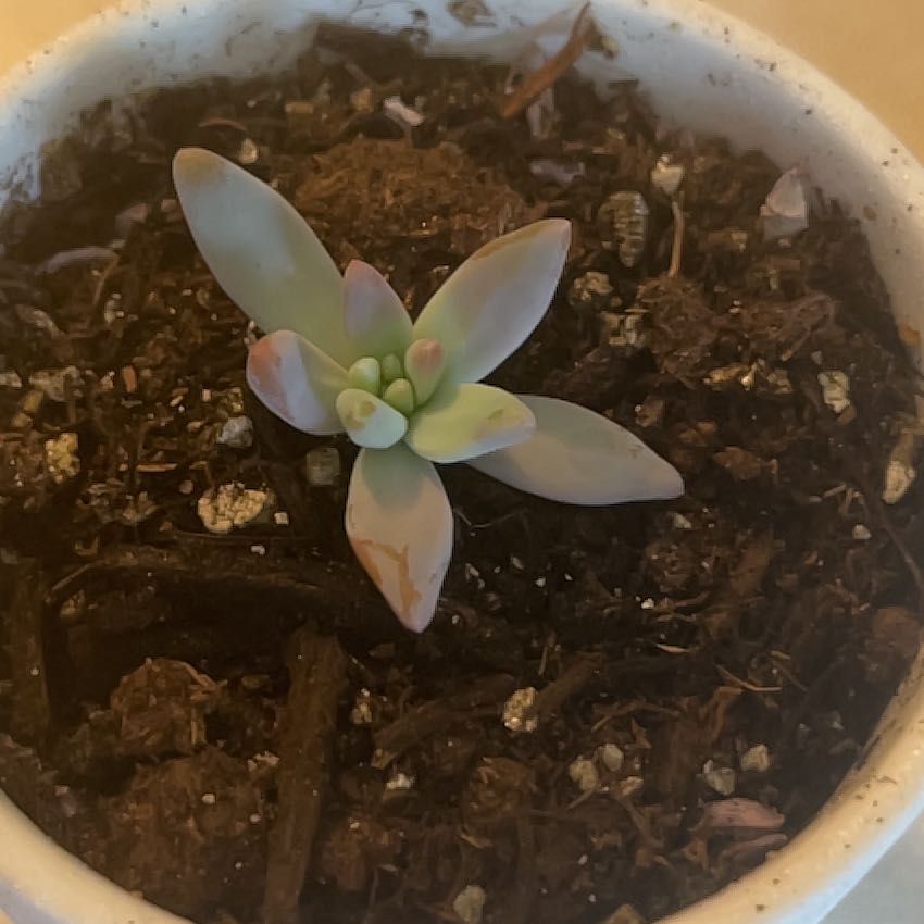 Photo of the plant species Graptosedum 'Francesco Baldi' by @SirFanpalm62 named Kobe on Greg, the plant care app