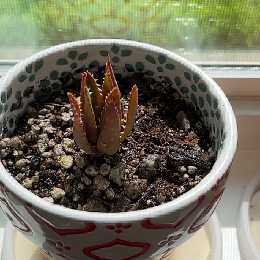 Photo of the plant species Aloe 'Blue Elf' by @SirFanpalm62 named Cleopatra on Greg, the plant care app