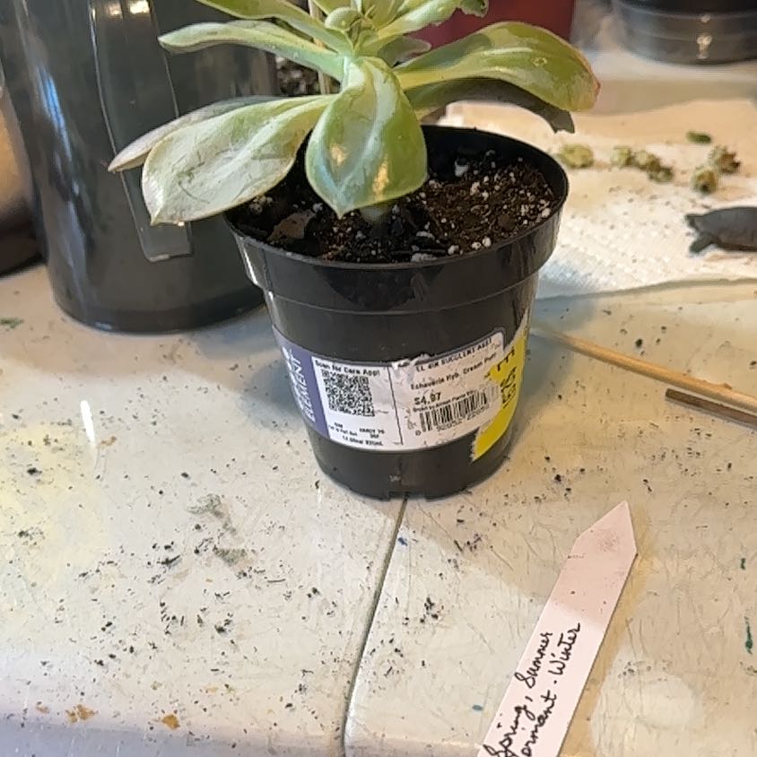 Photo of the plant species Cream Puff by @FunDropwort61 named Navajo on Greg, the plant care app