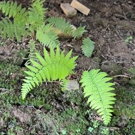 Photo of the plant species Eastern Hayscented Fern by @VastRedsky69 named Ronaldo on Greg, the plant care app