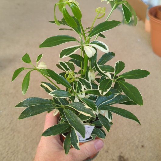 Photo of the plant species Variegated Umbrella Plant by @PeakPalmier91 named Elina on Greg, the plant care app