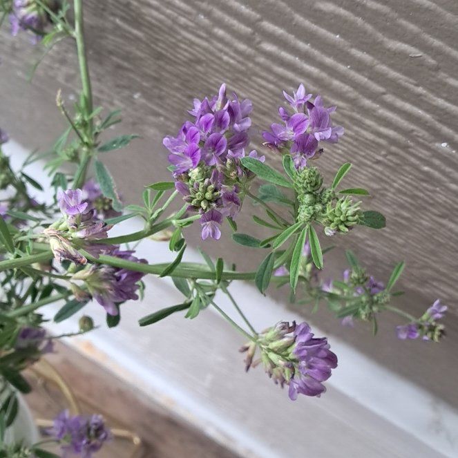 Photo of the plant species Alfalfa by @ShrewdAnchistea named Alfalfa on Greg, the plant care app