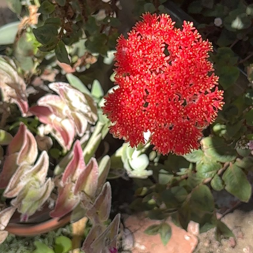 Photo of the plant species Rose Meadowsweet by @AppealingAgboy named Lavender on Greg, the plant care app
