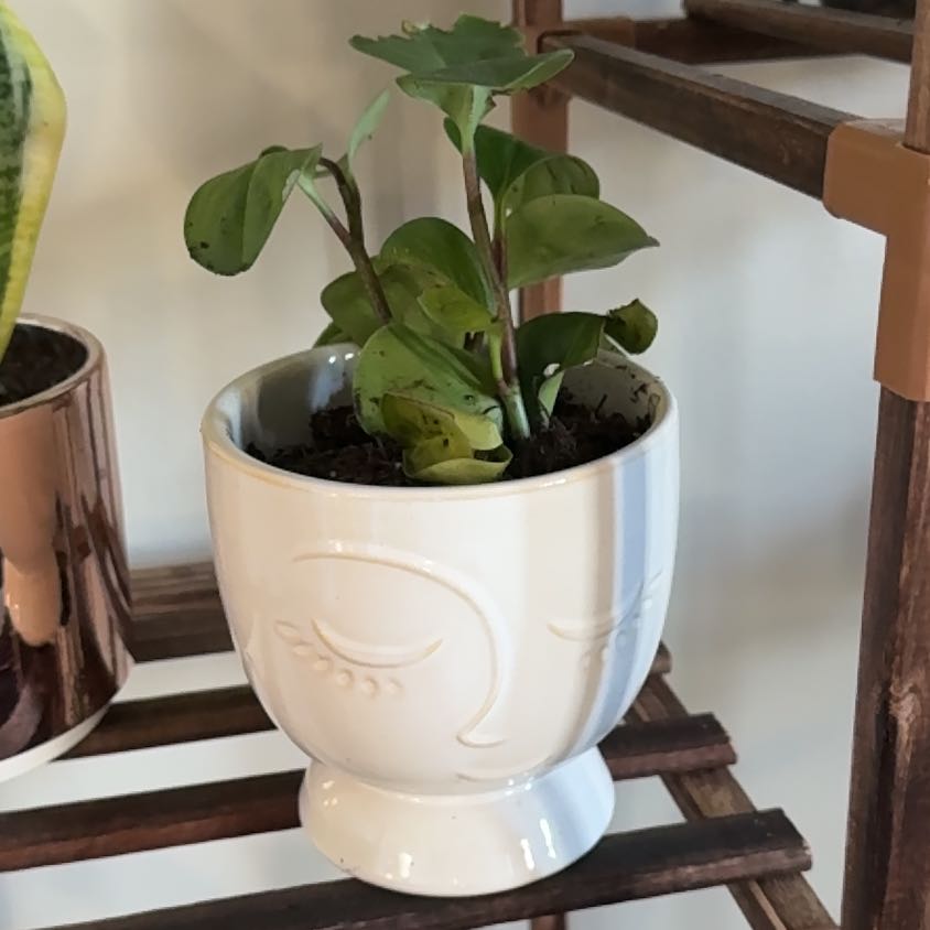 Photo of the plant species Exotic Angel by @StarHaworthia98 named Scarlett on Greg, the plant care app