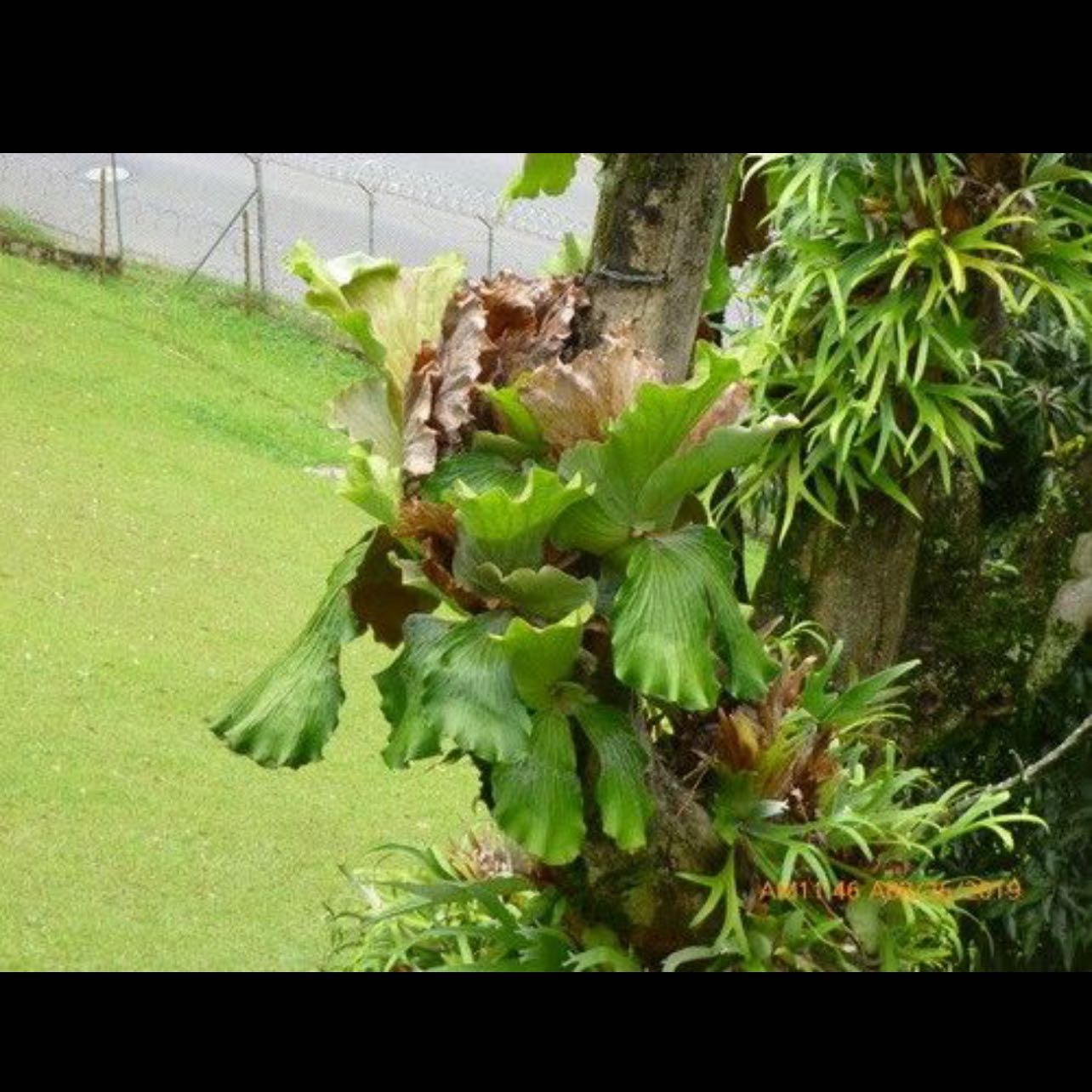 Photo of the plant species Elephant Staghorn Fern by @RootedAlmond84 named Hemingway on Greg, the plant care app