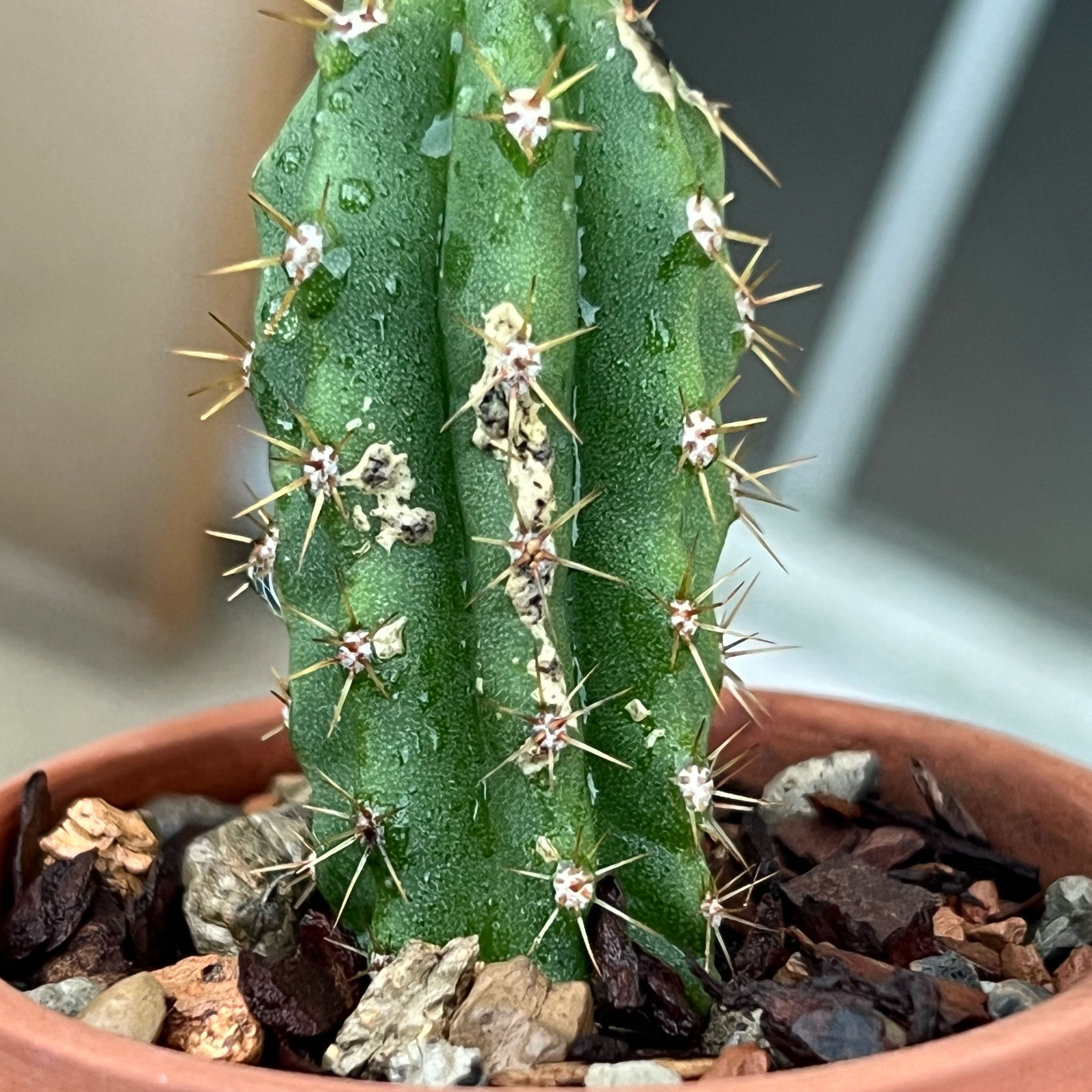 Photo of the plant species San Pedro by @RootedAlmond84 named Gregarious on Greg, the plant care app