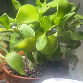 Photo of the plant species Ant plant by @RootedAlmond84 named James Dean on Greg, the plant care app