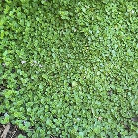 Photo of the plant species Mini Mint Corsican Mint by @AlwaysOtanthus named Madonna on Greg, the plant care app