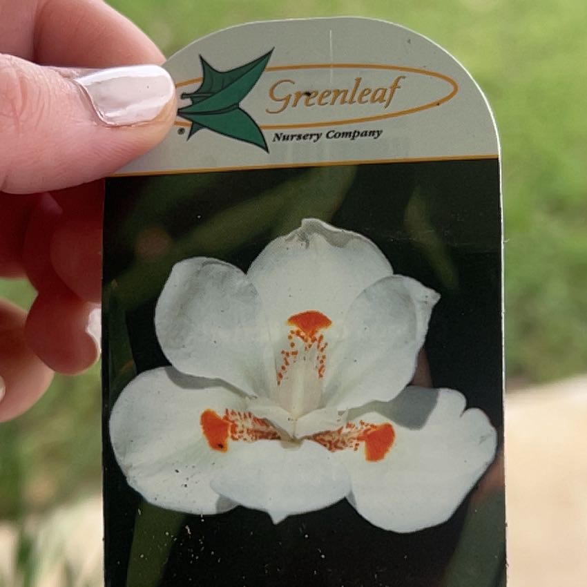 Photo of the plant species Iris by @LuckyMint48 named Homer on Greg, the plant care app