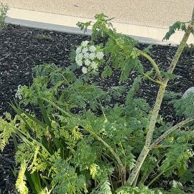 Photo of the plant species Conium Maculatum by @TiptopCapemay93 named Wall-E on Greg, the plant care app