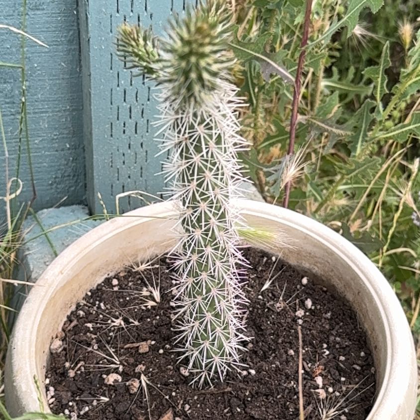 Photo of the plant species Octopus Cactus by @LordCaraway29 named Barney on Greg, the plant care app